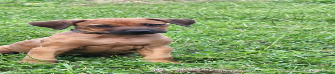 Rhodesian Ridgeback Puppy 4