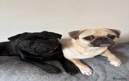 Pug dogs for sale: Pug puppies for sale  - Image 9