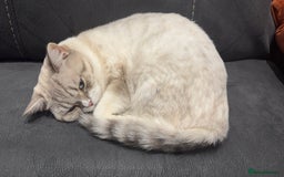British Shorthair cats for sale: Beautiful white bsh w black strips - Image 5
