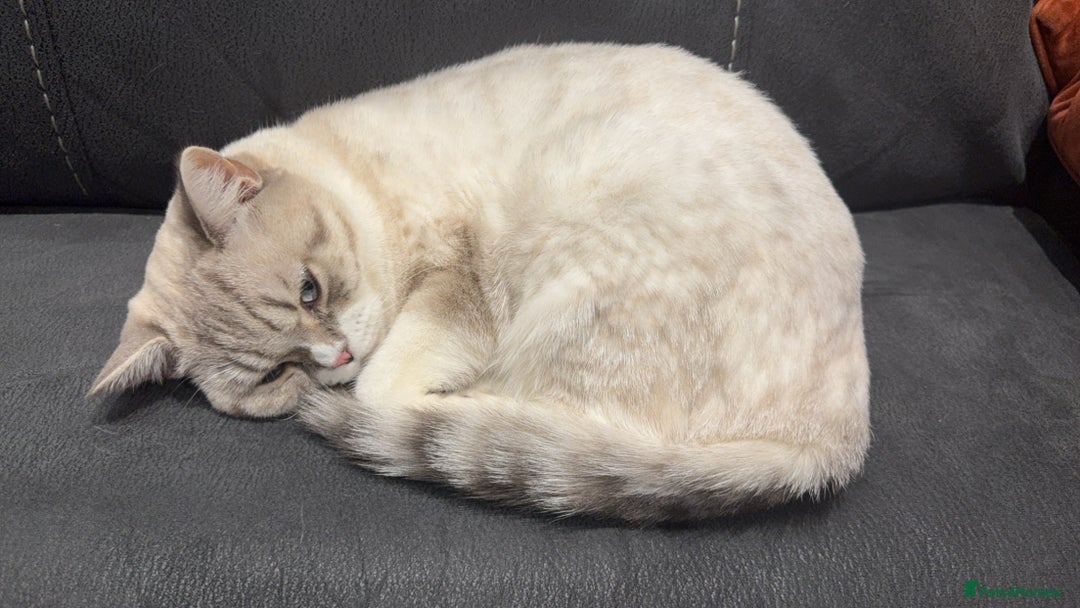 British Shorthair cats for sale: Beautiful white bsh w black strips - Image 5