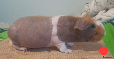 Guinea Pig rodents - Advert 15