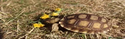 Tortoise reptiles for sale: BABY SULCATAS & SET UPS! - Advert 7