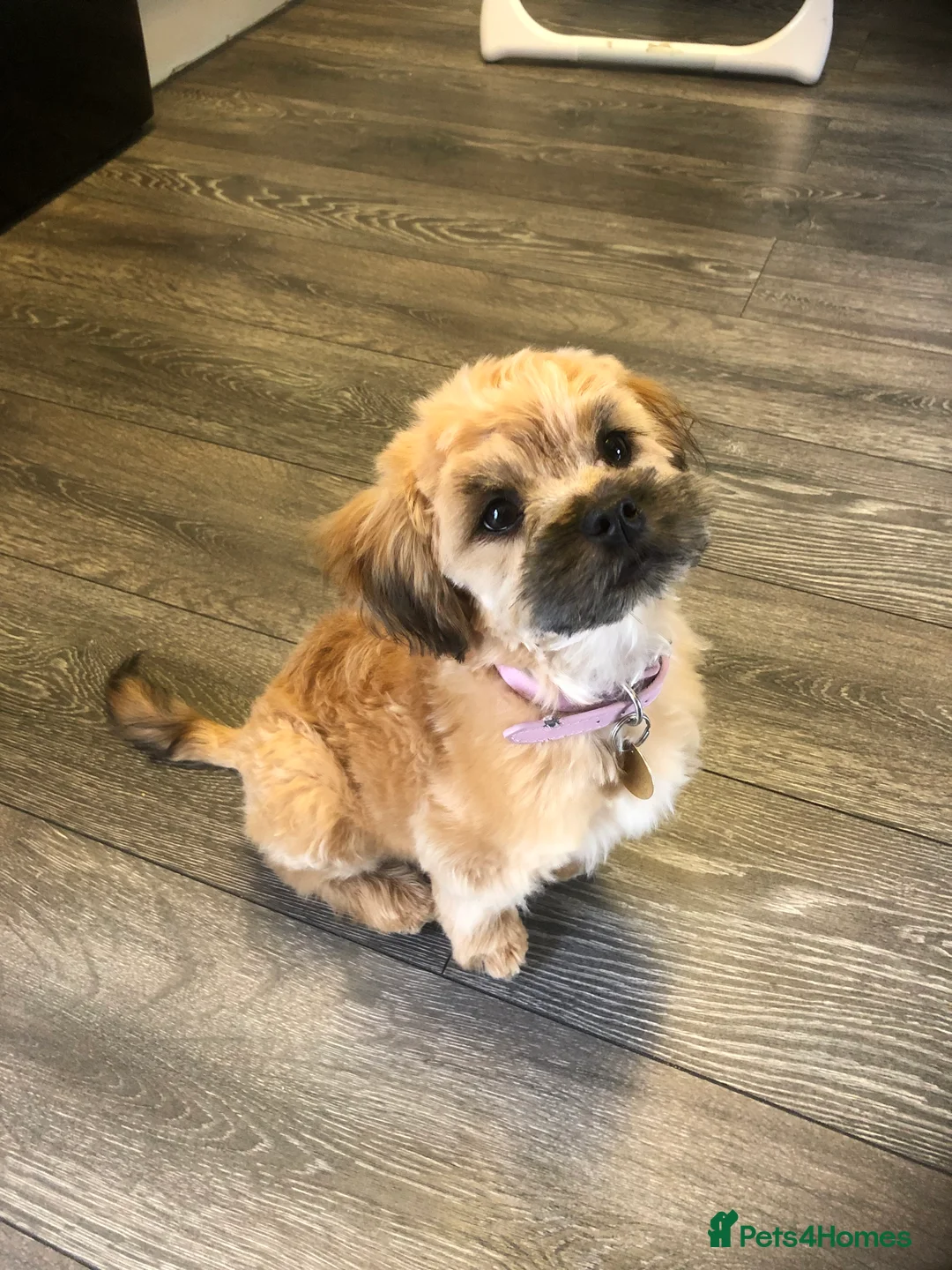Lhasapoo dogs for sale: Maisy  - Advert 3