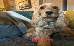 Cocker Spaniel dogs for sale: SHOW Cocker Spaniel puppies  - Image 9