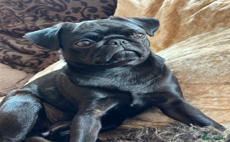 Pug dogs Selling my 3 year old baby!  - Advert 5