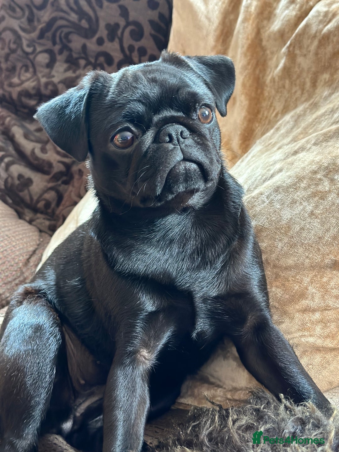Pug dogs for sale: Selling my 3 year old baby!  - Advert 1