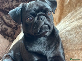 Pug dogs Selling my 3 year old baby! - Advert 13