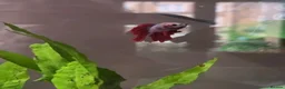 Bettas fish for sale: Male red/blue betta fish / siamese fighting fish in Northampton - Advert 2