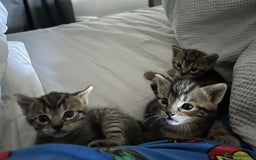 British Shorthair cats for sale: Boy and a girl kitten - Image 3