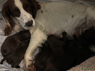 Sprocker dogs 8 beautiful sprockers - Advert 5