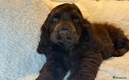 Cocker Spaniel dogs for sale: KC Show Cocker Spaniel boy fully vaccinated  - Image 5