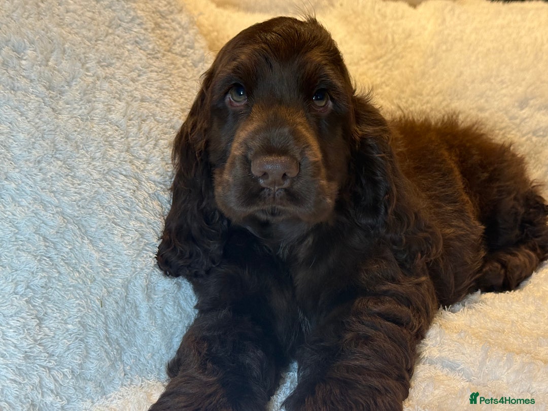 Cocker Spaniel dogs for sale: KC Show Cocker Spaniel boy fully vaccinated  - Image 5