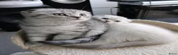 British Shorthair cats for sale: Lovely kittens  - Advert 17