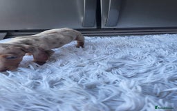 Dachshund dogs for sale: Mini Isabella dachshund puppies for sale! - Image 6