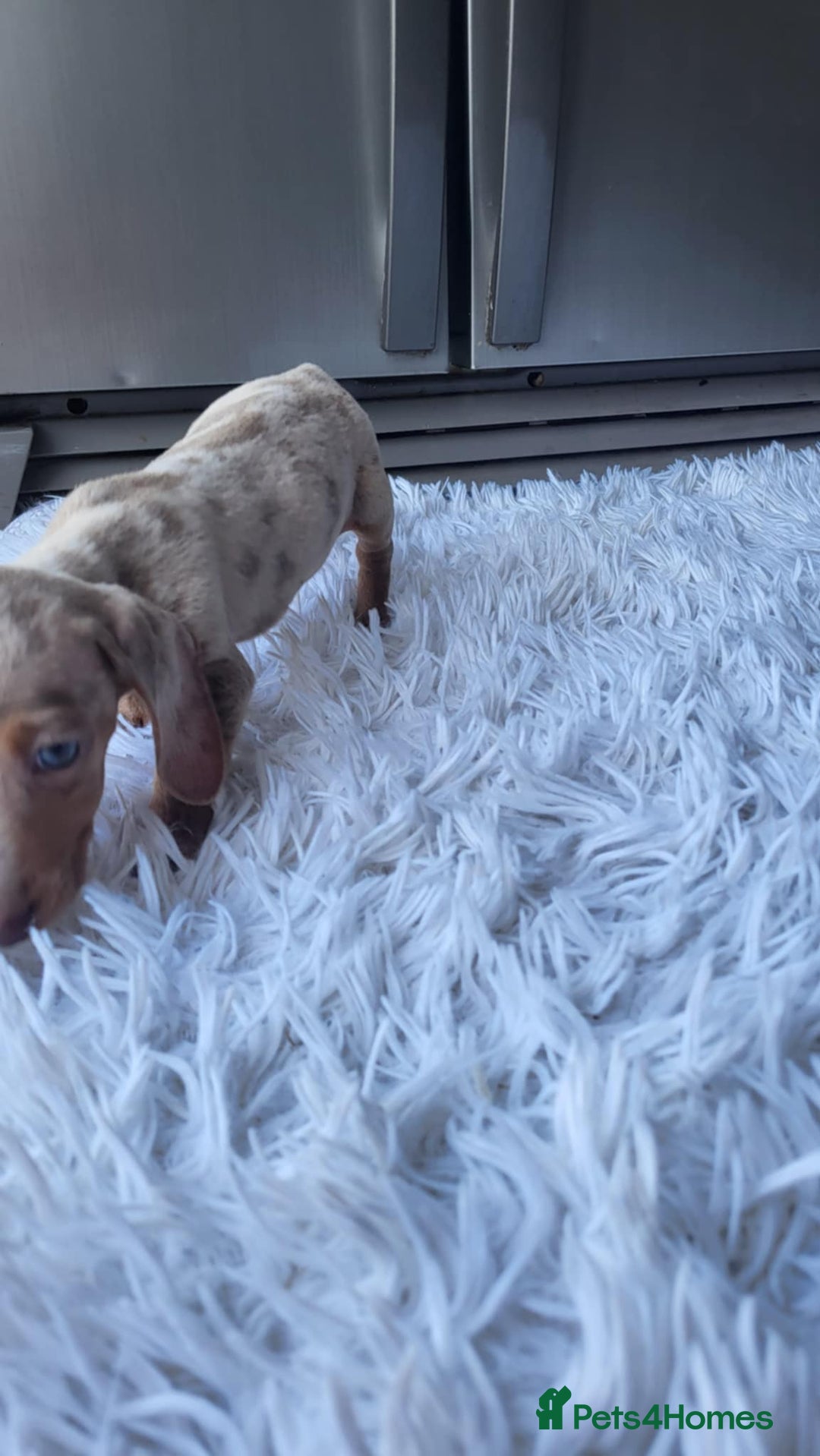 Dachshund dogs for sale: Mini Isabella dachshund puppies for sale! - Image 6