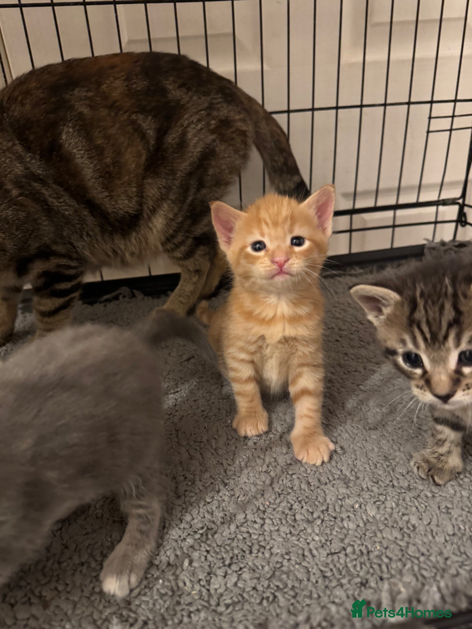 American Shorthair cats for sale: Ready To Leave Today please read full advert pleas - Advert 25