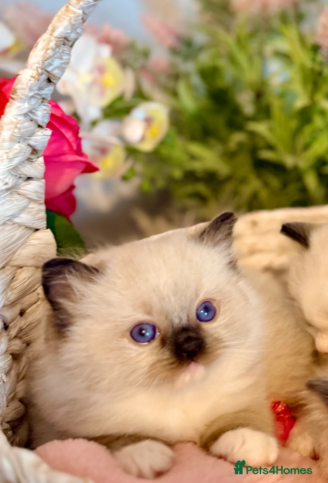Ragdoll cats for sale: 🩷✨🏅GRAND CHAMP LINE TOP QUALITY RAGDOLLS - Advert 20