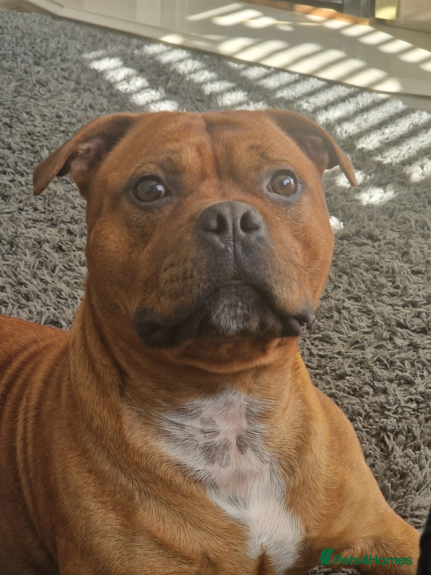 BUSTER