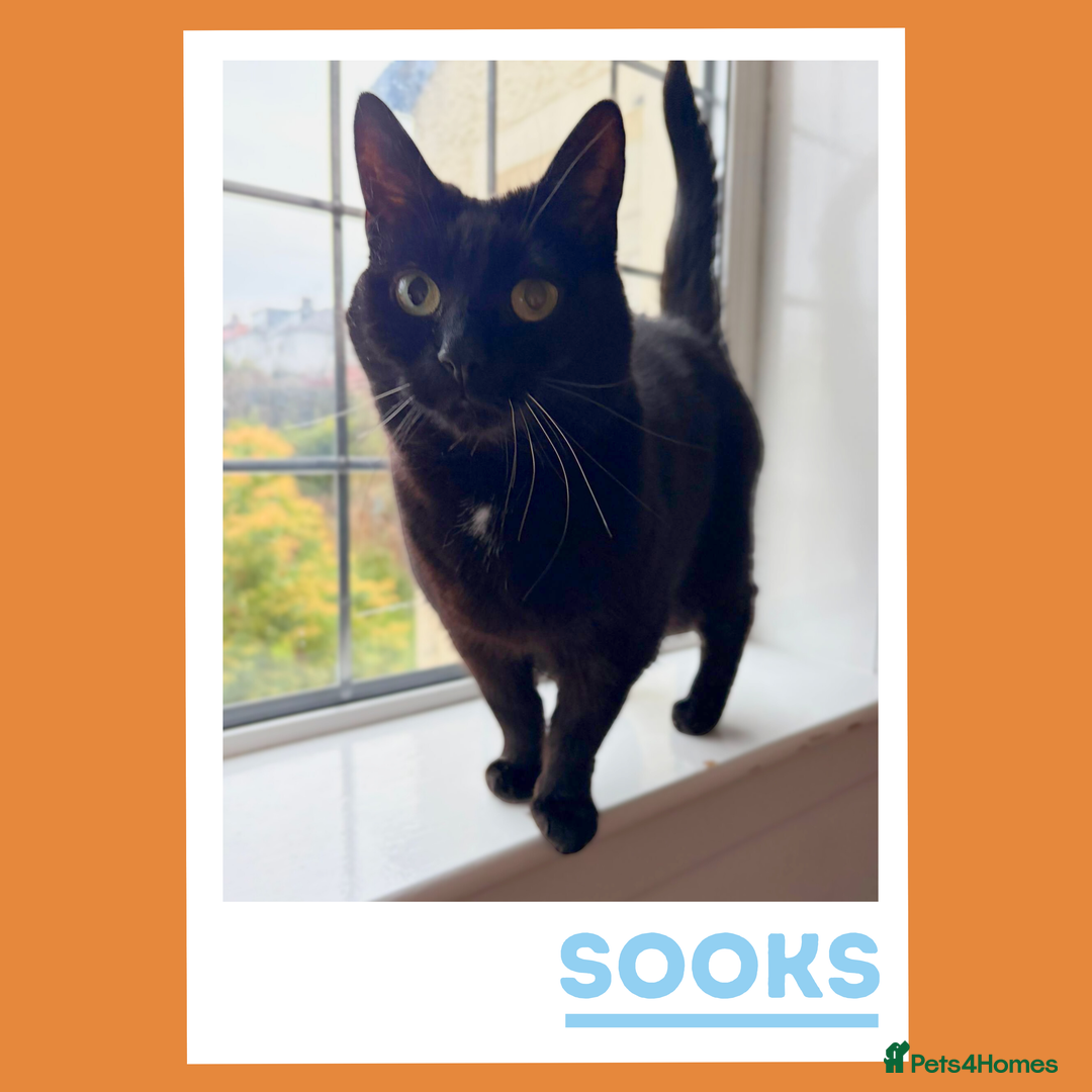 Mixed Breed cats for adoption: She's a real sook! - Advert 3