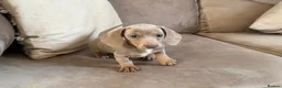 Miniature Dachshund dogs for sale: Sweethearts looking for forever families 🐶 - Advert 4