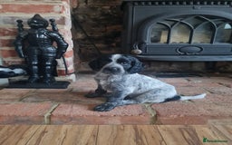 Cocker Spaniel dogs for sale: Exceptional Working Cocker Spaniel Pups – KC Reg - Image 7