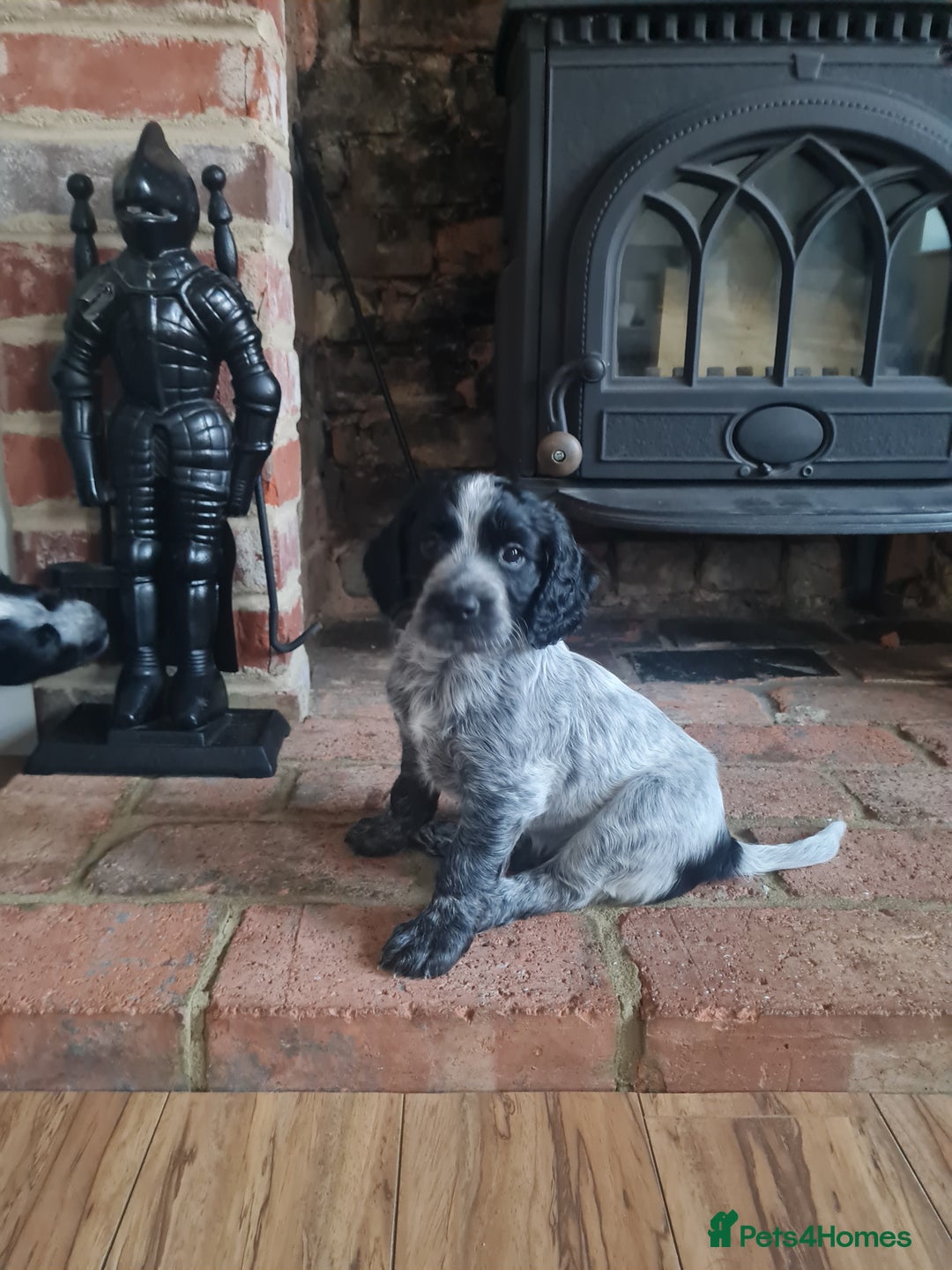 Cocker Spaniel dogs for sale: Exceptional Working Cocker Spaniel Pups – KC Reg - Image 7