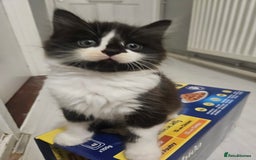 Mixed Breed birds for sale: Adorable kittens looking for forever home  - Image 1