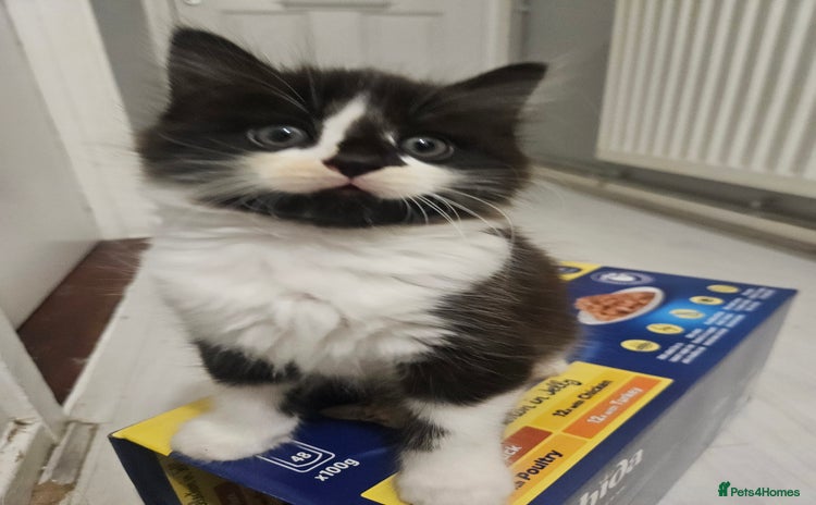 Mixed Breed birds - Advert 2