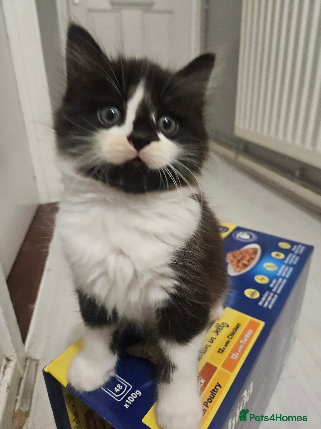 Mixed Breed birds for sale: Adorable kittens looking for forever home  - Image 1