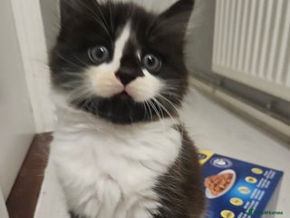 Mixed Breed birds for sale - Advert 1