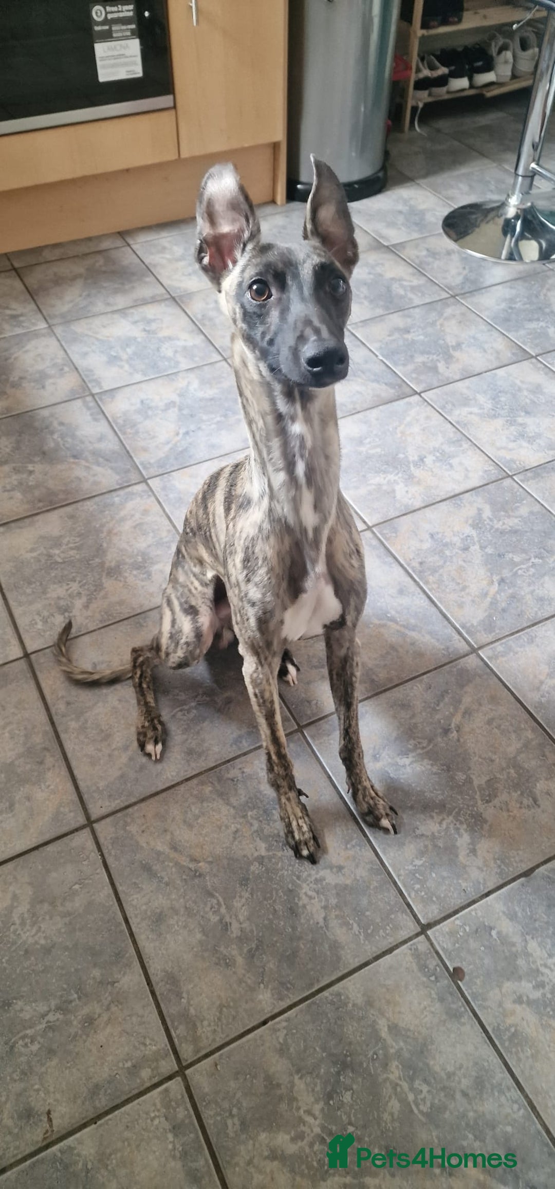 Whippet dogs for sale: Heartbreaking sale - 2 handsome whippet brothers - Image 3