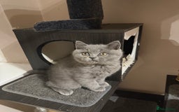 British Shorthair cats for sale: Rare Coloured British Shorthair kittens - Image 39