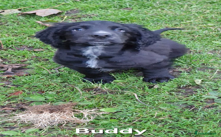 Cocker Spaniel dogs - Advert 12