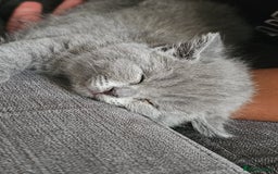 British Shorthair cats for sale: 4 cute kittens  - Image 10
