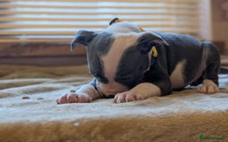 Staffordshire Bull Terrier dogs for sale: Blue/blue&white staffs - Image 5