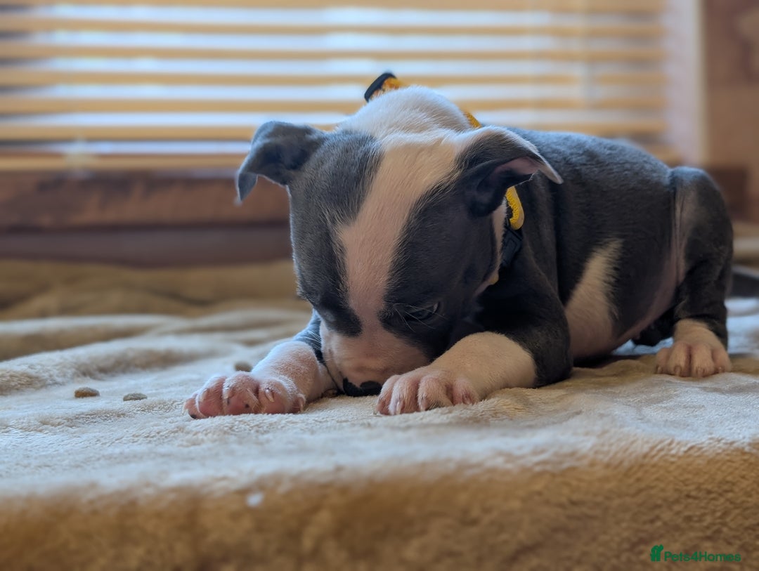 Staffordshire Bull Terrier dogs for sale: Blue/blue&white staffs - Image 5