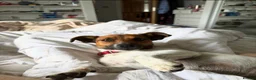 Jack Russell dogs for sale: Jack Russell FTGH in Newry - Advert 2
