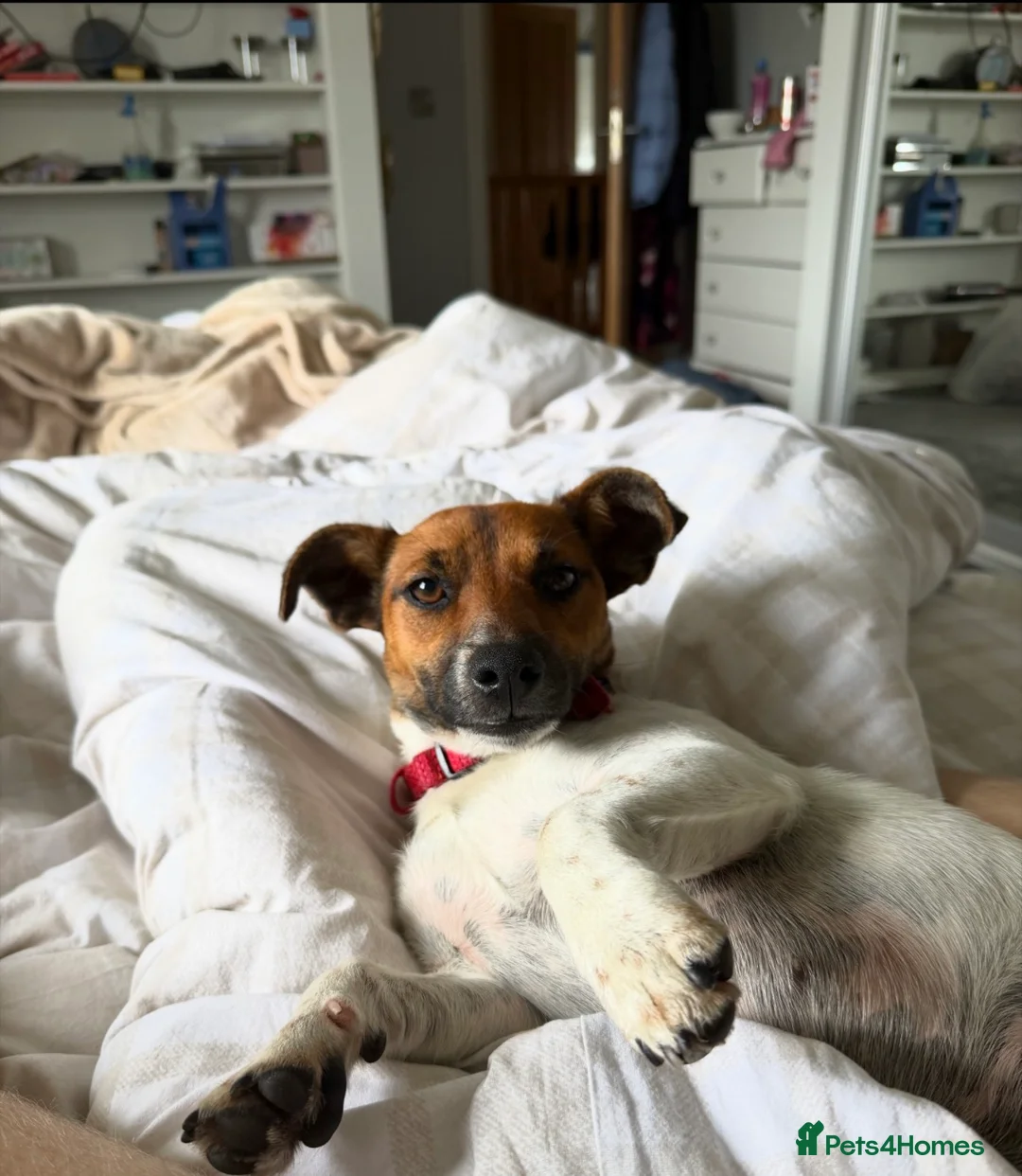 Jack Russell dogs for sale: Jack Russell FTGH in Newry - Advert 2