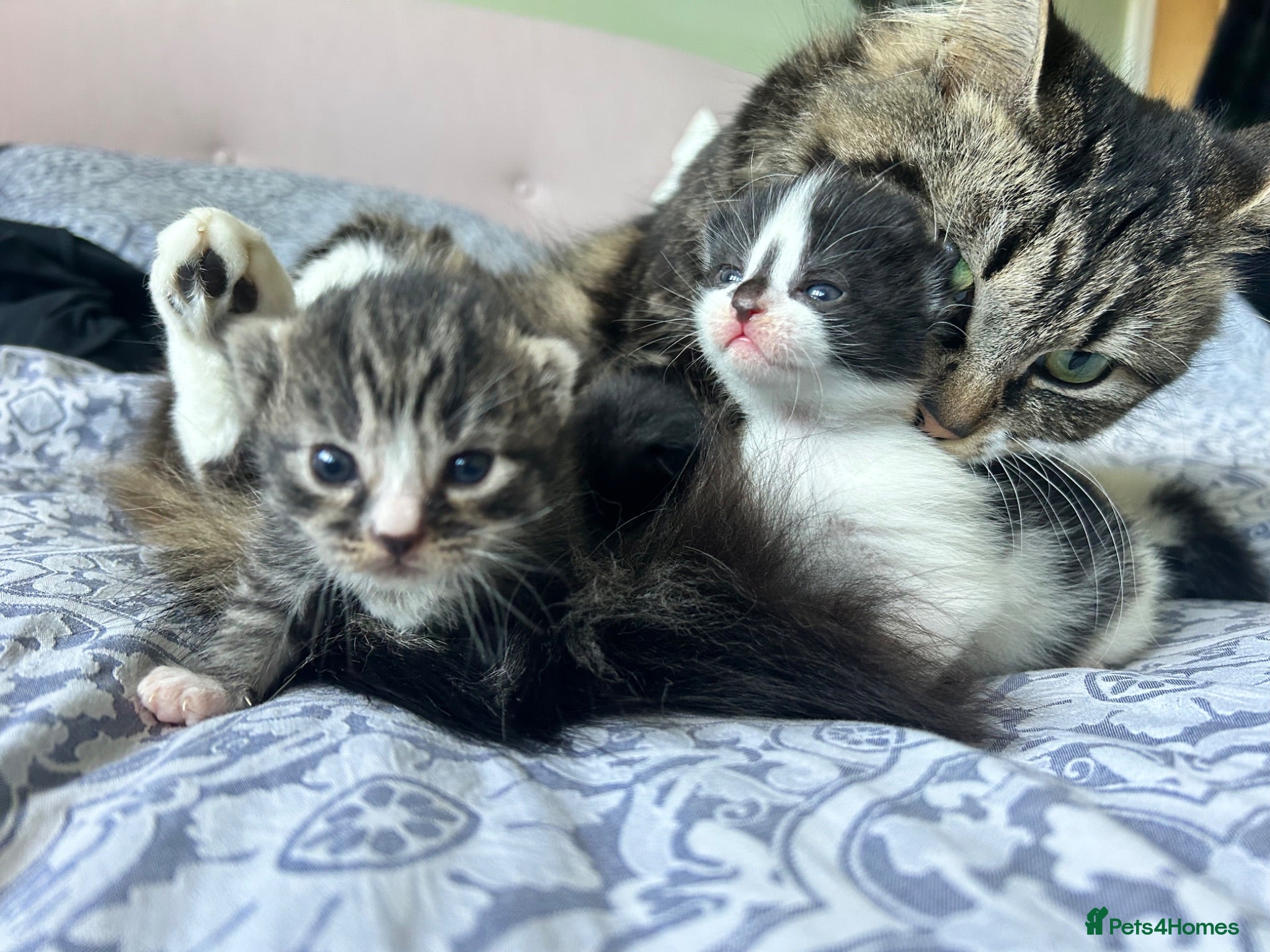 Mixed Breed cats Kittens in Cheltenham - Advert 1