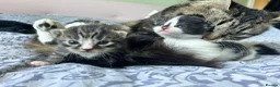 Mixed Breed cats for sale: Kittens in Cheltenham - Advert 1