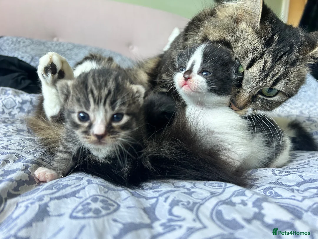 Mixed Breed cats for sale: Kittens in Cheltenham - Advert 1