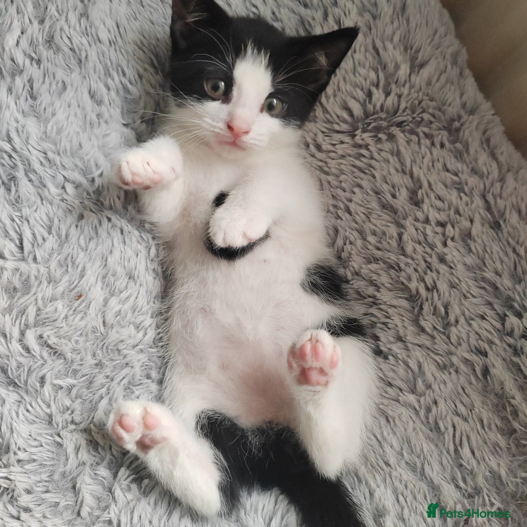 Mixed Breed cats for sale: Lovely kittens  - Advert 18