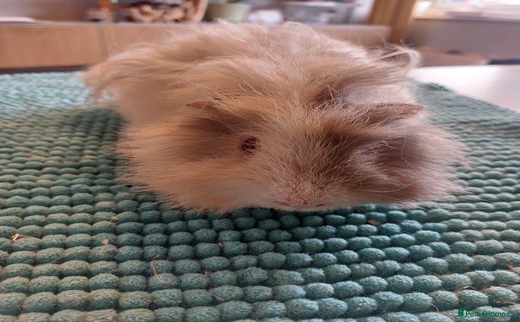Guinea Pig rodents - Advert 2