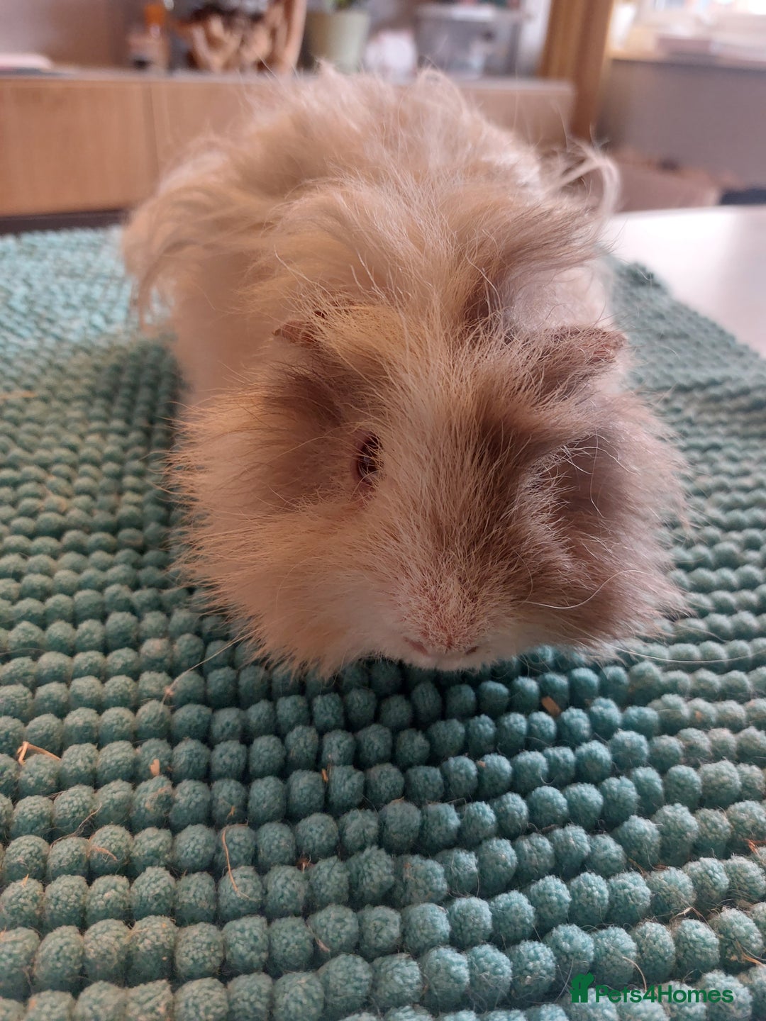 Guinea Pig rodents for sale: Lunkarya male guineapig - Image 1