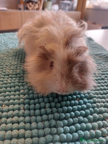 Guinea Pig rodents - Advert 2