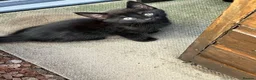 Mixed Breed cats for sale: 2 lovely kittens  - Advert 4
