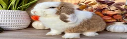 Mini Lop rabbits for sale: Beautiful Mini Lop Buck 🏠 - Advert 5
