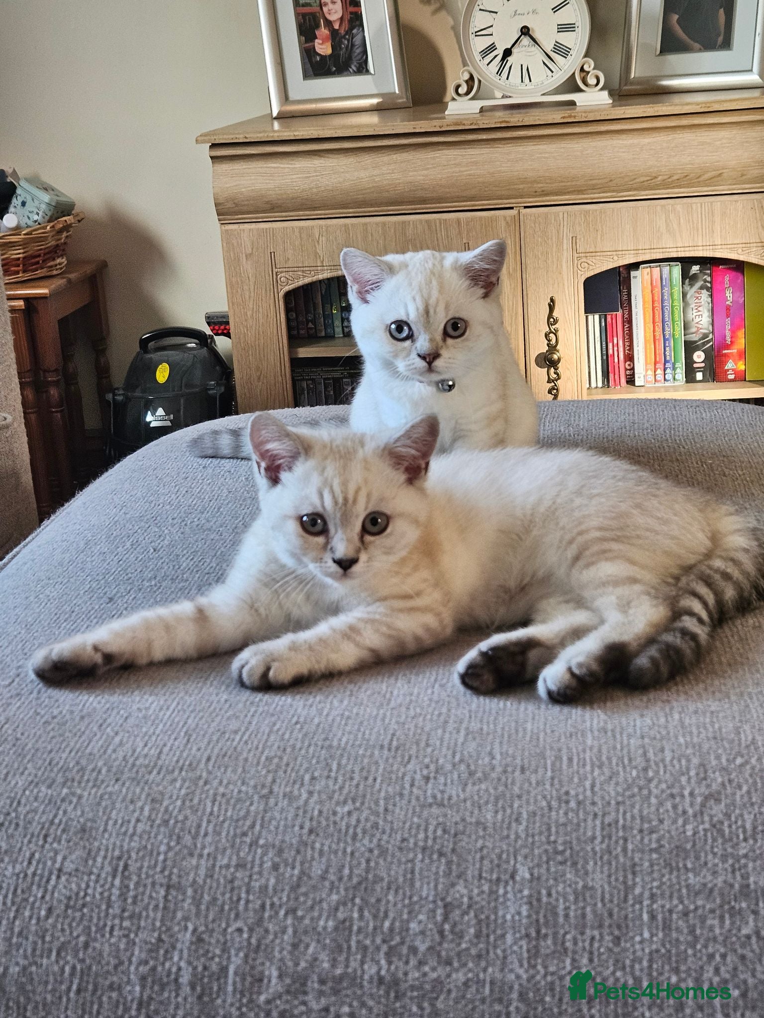 British Shorthair cats MUST GO READY NOW GCCF Registered Kittens For Sale - Advert 1