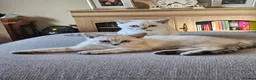 British Shorthair cats for sale: MUST GO 2 GCCF Registered Kittens For Sale - Advert 1