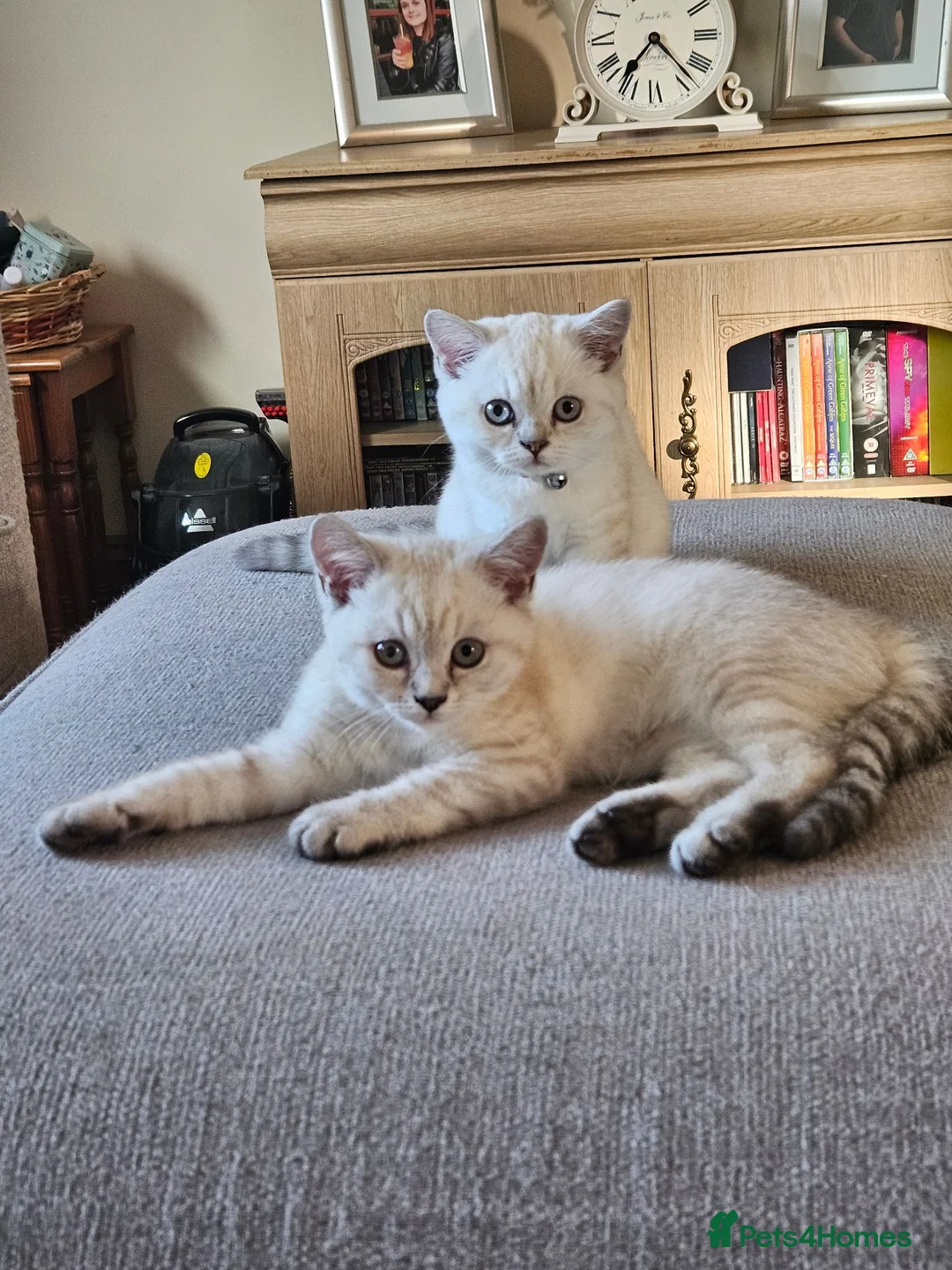 British Shorthair cats for sale: MUST GO 2 GCCF Registered Kittens For Sale - Advert 1